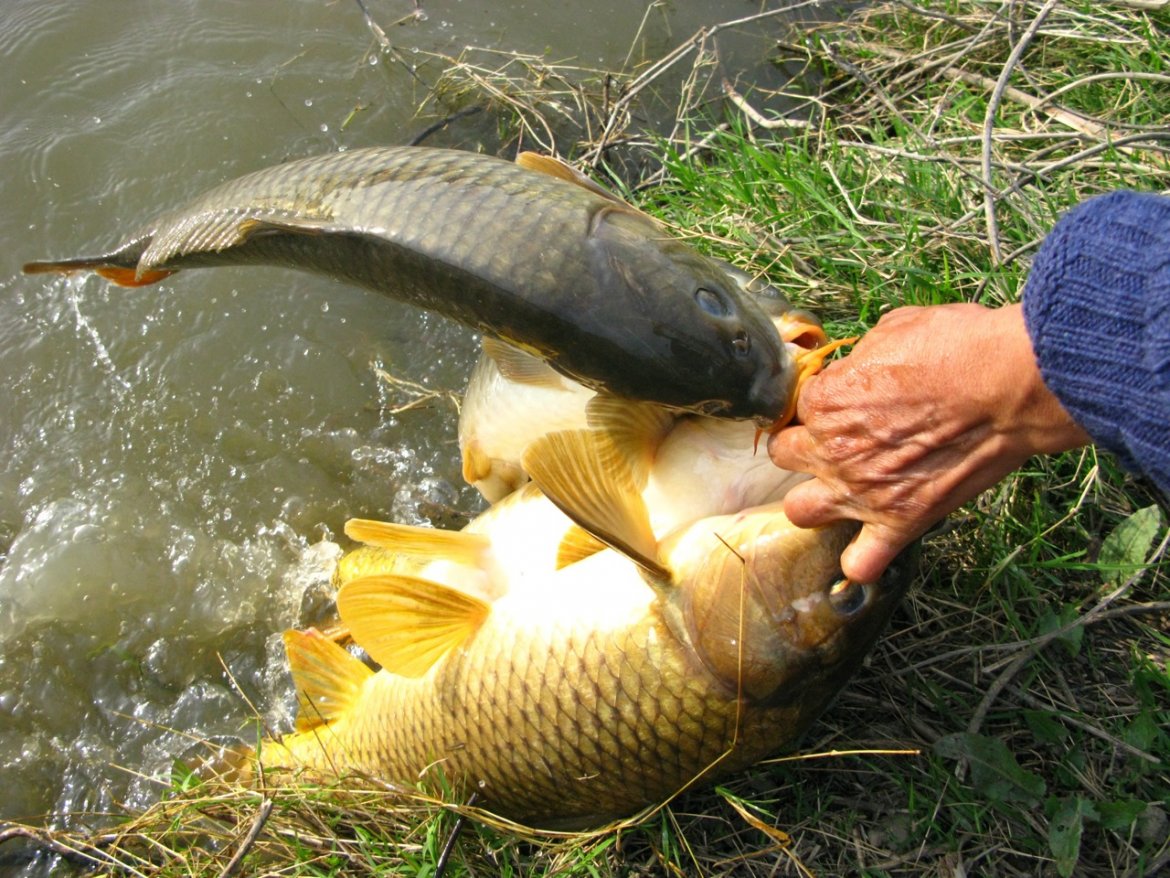 Locally-caught fish in the Sacramento River