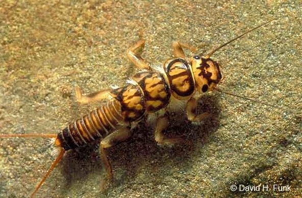 Stonefly larva. Photo credit: David Funk