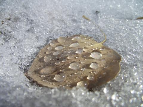 Leaf on snow