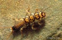 Stonefly larva. Photo credit: David Funk